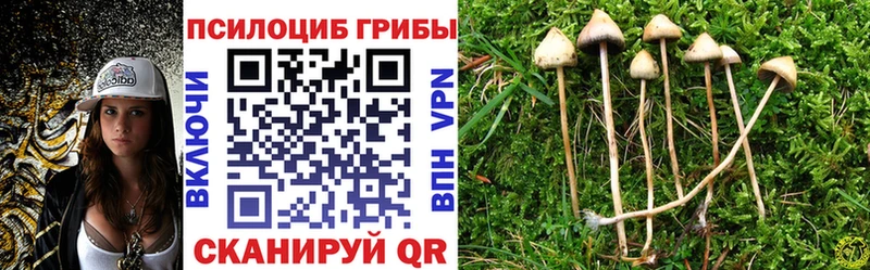Псилоцибиновые грибы Psilocybine cubensis Андреаполь